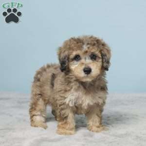 Izzy, Miniature Poodle Puppy